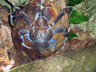 800px-Birgus_latro.jpg