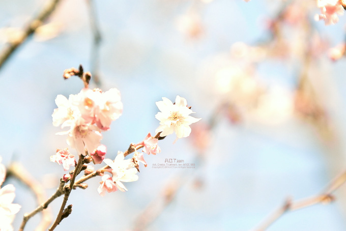 桜　色　の　風