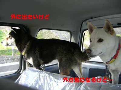 車でお留守番