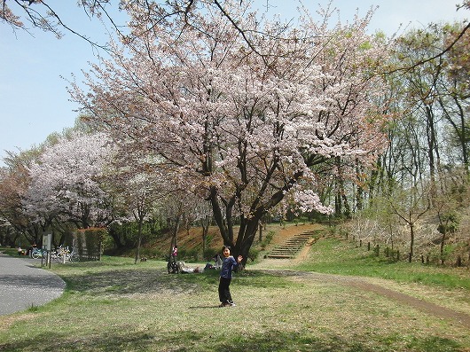 尾根緑道桜