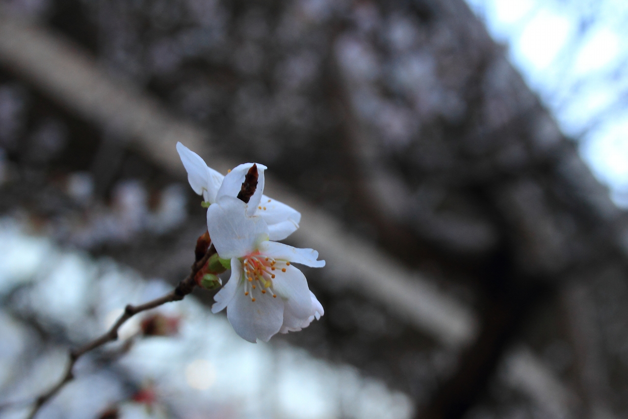 s-DPP_0793.jpg