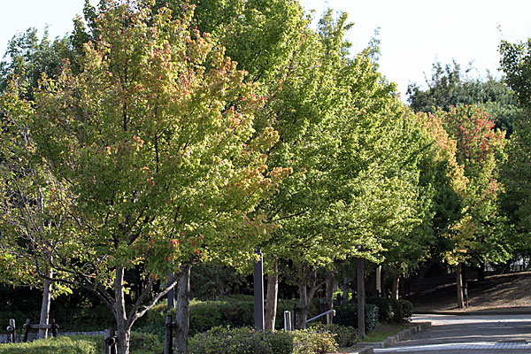 下河原緑地公園内の木