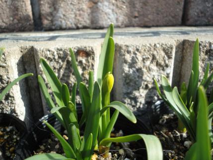 水仙20130222 (2)