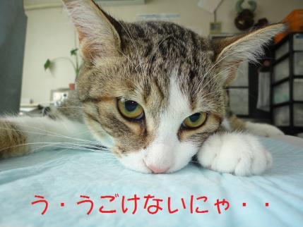 ぱんちにますい