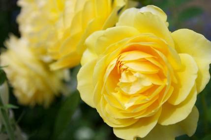 薔薇