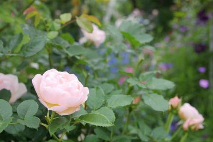 薔薇 (5)