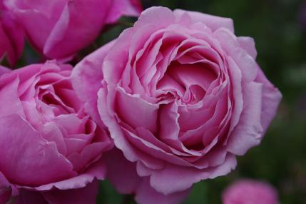 薔薇 (4)