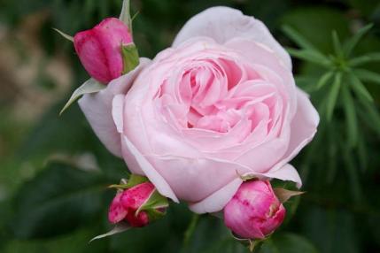薔薇 (2)