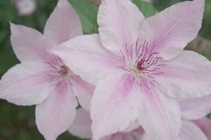 花花はな (3)