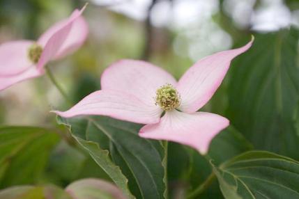 花花はな (2)