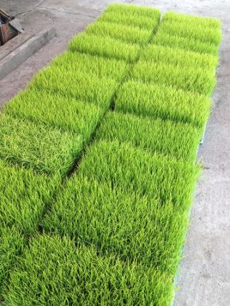 田植え2013 (1)