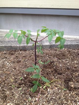 皇帝ダリア植えたよ