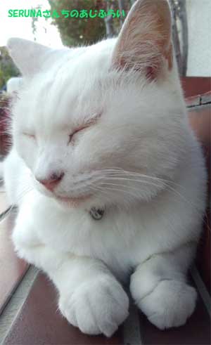 shiro_201410_001.jpg