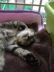 安心しきって寝る子猫