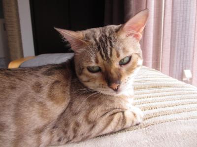 vivi20120728a.jpg