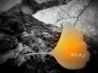 佐用の大イチョウ2012
