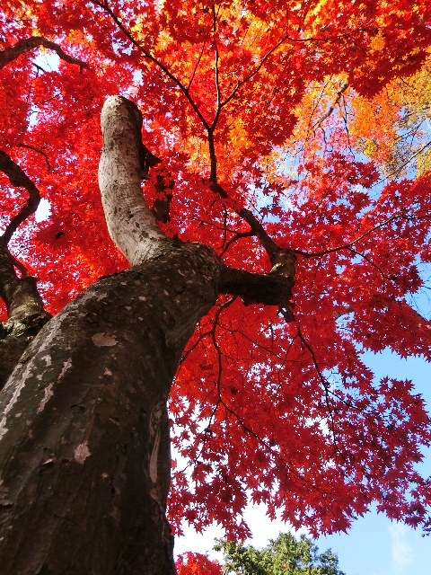 “最上山公園もみじ山”の紅葉(2012.11.18)