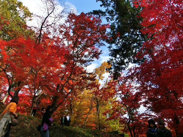 “最上山公園もみじ山”の紅葉(2012.11.18)