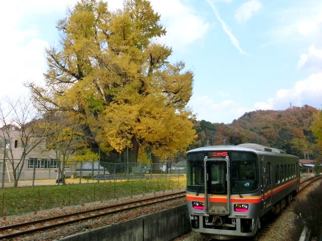 佐用の大イチョウ2012