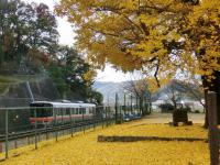 佐用の大イチョウ2012