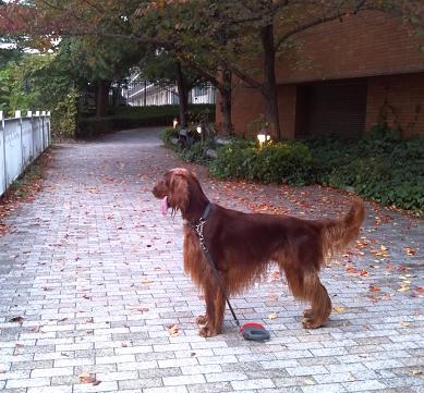 2012-11-11_07-06-16_150.jpg