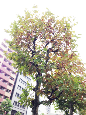 こうよう1
