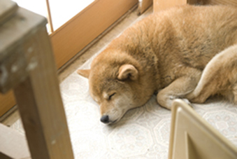 吉村3
