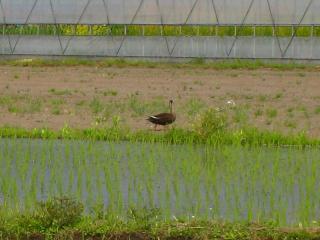カモ来たる