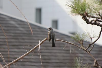 2013011502.jpg