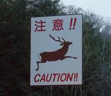 鹿さん注意