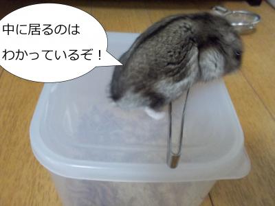 DSCN0208・狙convert_20130417183751