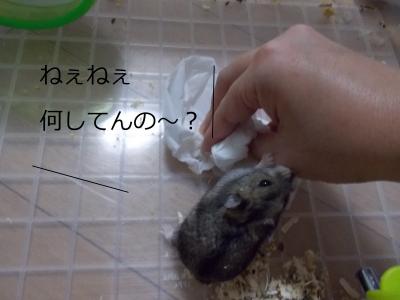 DSCN0981・狙convert_20130530211246