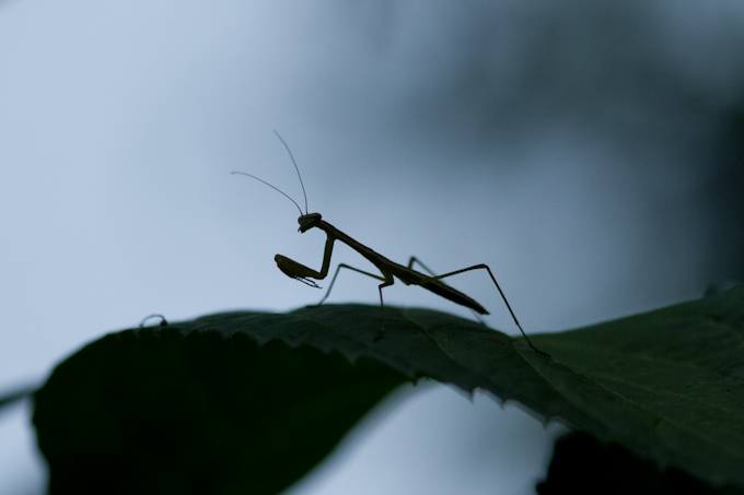 カマキリ