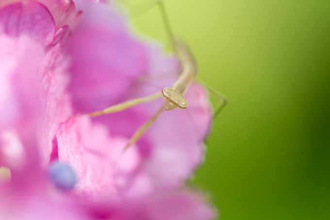 カマキリ