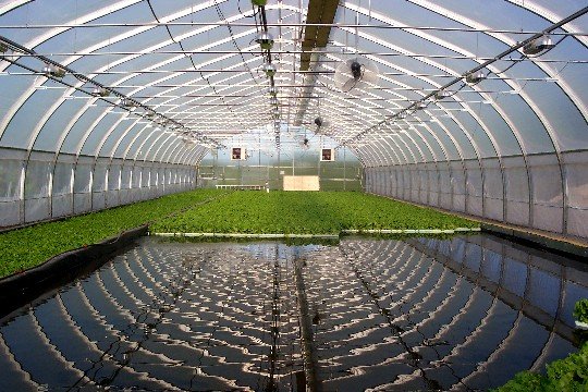 Commercial Aquaponics System Plans How to Build Your 