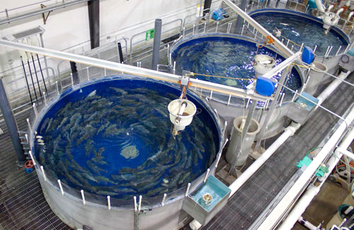 recirculating aquaculture systems sustainability-aquaponic