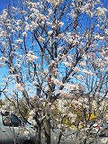 S-桜