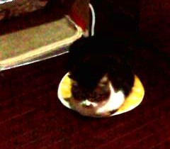ヒーターうえぽん