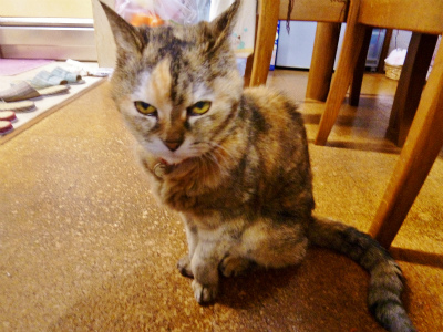 sP1000726.jpg