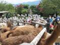 群馬サファリパーク。その12