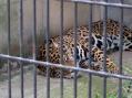 群馬サファリパーク。その14