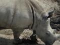 群馬サファリパーク。その4