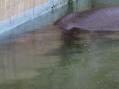 東武動物公園。その17