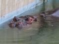 東武動物公園。その18