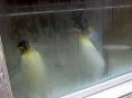 東武動物公園。その22