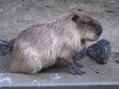 東武動物公園。その25