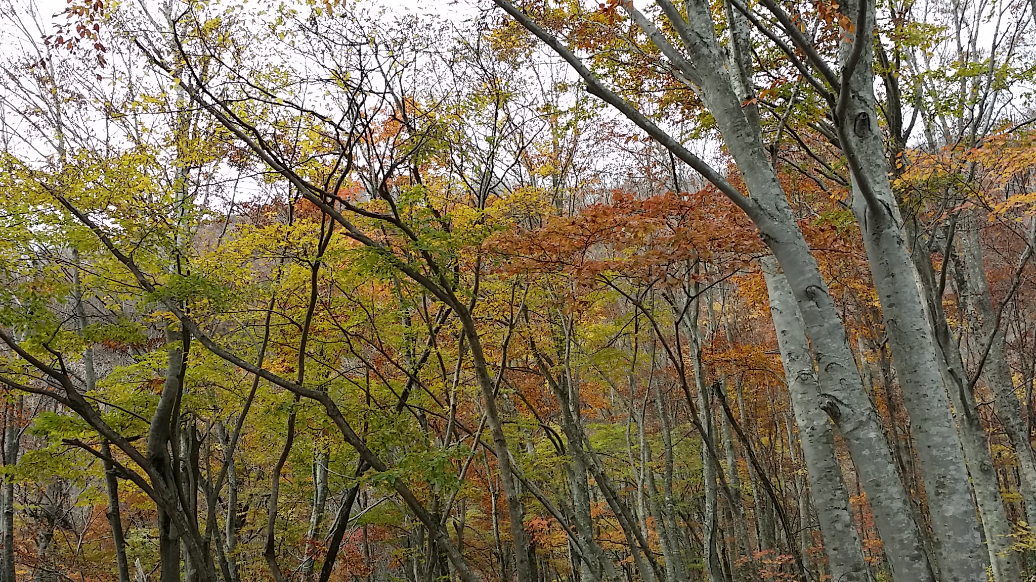 2014110913193904d.jpg