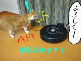 P6265993のコピー