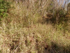 P2113836.jpg