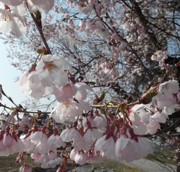 桜